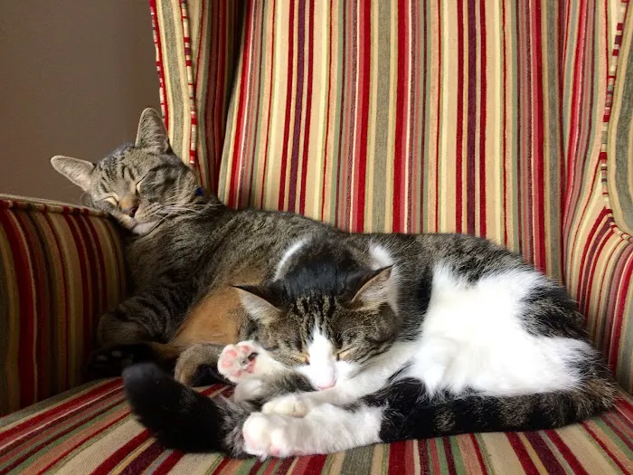 Humane Society of Boulder Valley Veterinary Hospital 3
