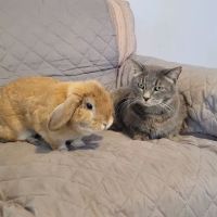 Humane Society of Boulder Valley Veterinary Hospital ico
