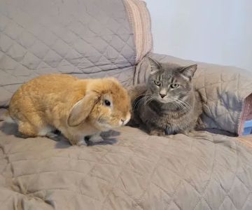Humane Society of Boulder Valley Veterinary Hospital