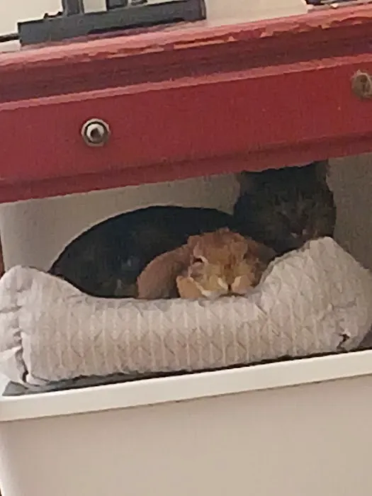 Humane Society of Boulder Valley Veterinary Hospital 7