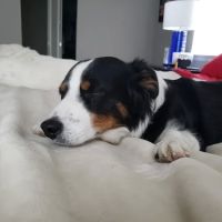 Paw Prints Vet Clinic ico