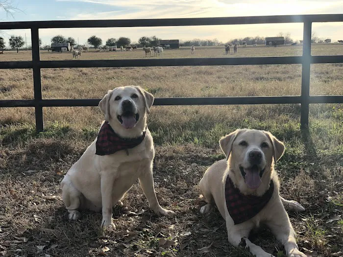 Boulder Veterinary Hospital 10