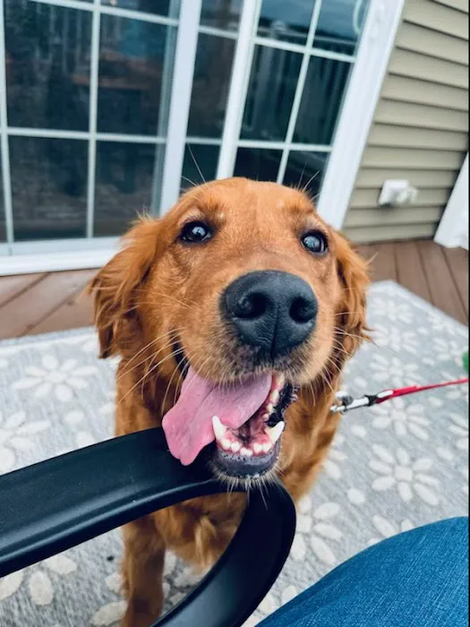 Applebrook Inn Veterinary Center & Pet Resort 6
