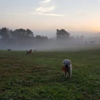 Applebrook Inn Veterinary Center & Pet Resort ico