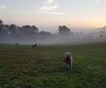 Applebrook Inn Veterinary Center & Pet Resort