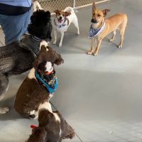 Aardvark Animal Hospital ico
