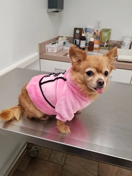 Circle Veterinary Clinic 12