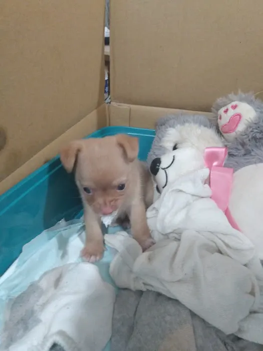 Vetco Vaccination Clinic 12