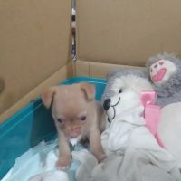 Vetco Vaccination Clinic ico