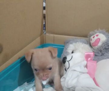Vetco Vaccination Clinic