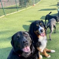 Limestone Veterinary Hospital ico