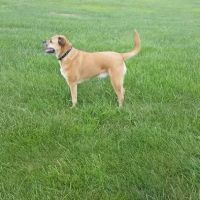 House Call Pet Doctor ico