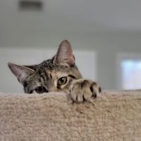 VCA Pike Creek Animal Hospital ico