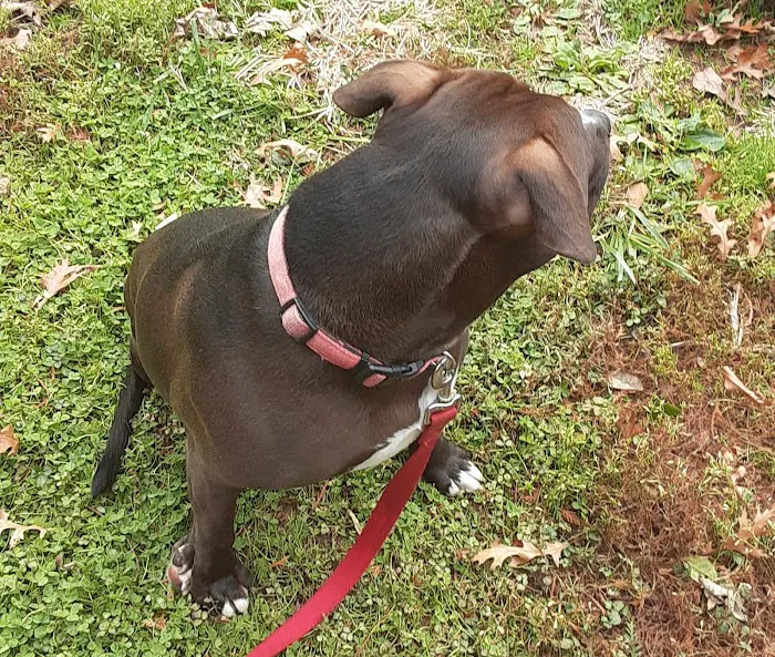 VCA Pike Creek Animal Hospital 12