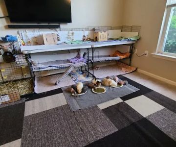 Critter Care Veterinary Hospital in Thorndale PA