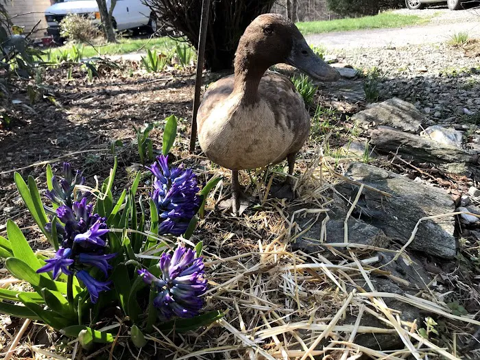 Critter Care Veterinary Hospital in Thorndale PA 6
