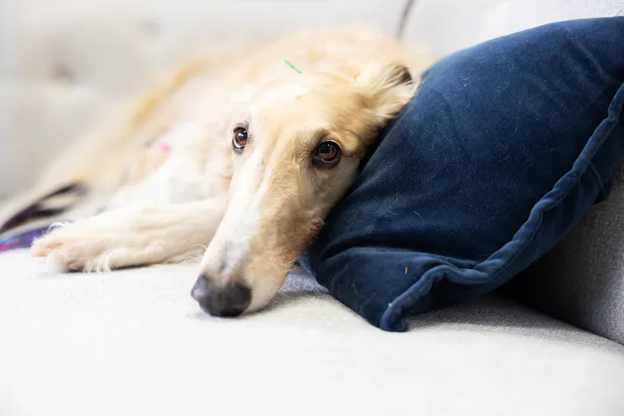 Blue Run Veterinary Wellness Services 1
