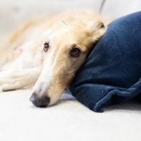 Blue Run Veterinary Wellness Services ico