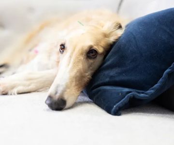 Blue Run Veterinary Wellness Services
