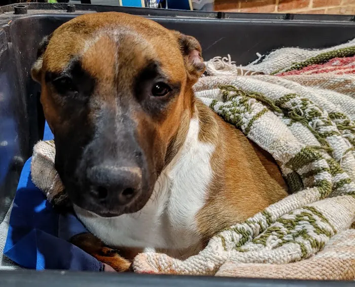 The Affordable Spay Neuter Clinic 3