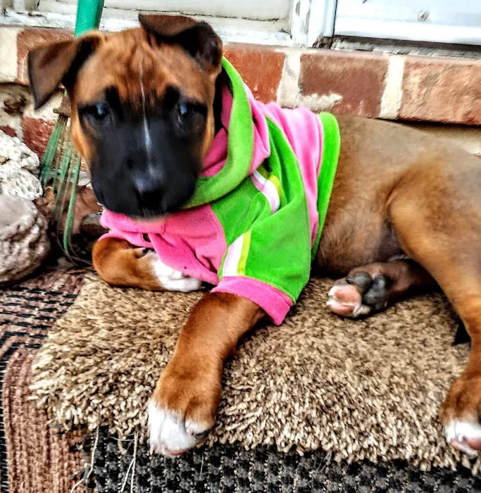 The Affordable Spay Neuter Clinic 2