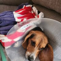 The Affordable Spay Neuter Clinic ico