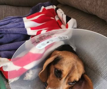 The Affordable Spay Neuter Clinic