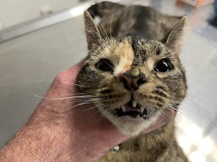 The Affordable Spay Neuter Clinic 4