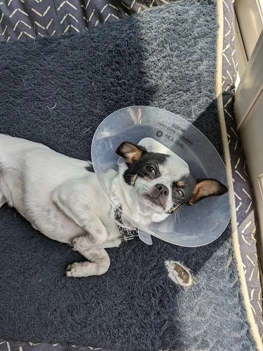 The Affordable Spay Neuter Clinic 9