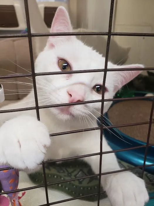 The Affordable Spay Neuter Clinic 8