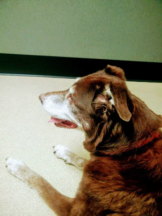 VCA French Creek Animal Hospital 6