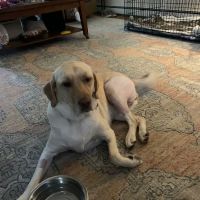 Ludwigs Corner Veterinary Hospital ico