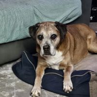 Mays Landing Veterinary Hospital, LLC ico