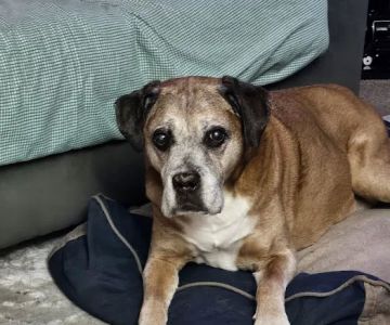Mays Landing Veterinary Hospital, LLC
