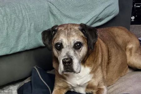 Mays Landing Veterinary Hospital, LLC