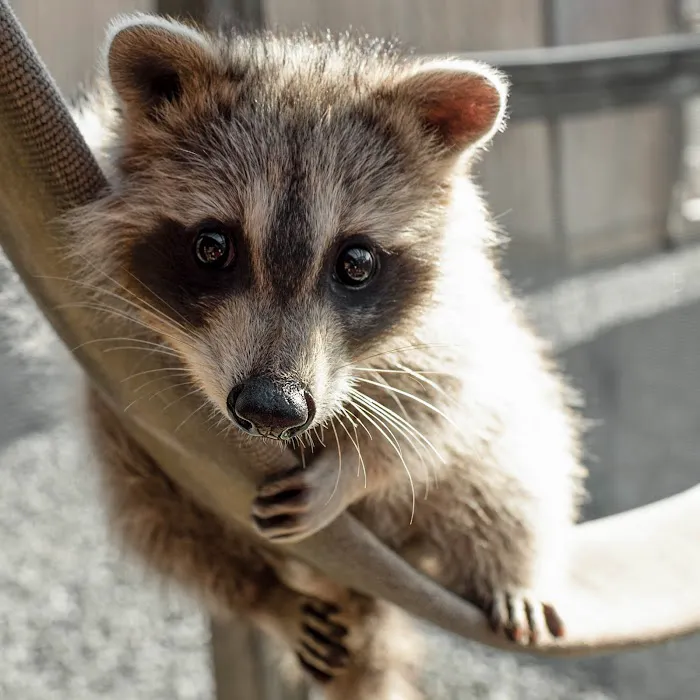 Wildlife Center Friends 3