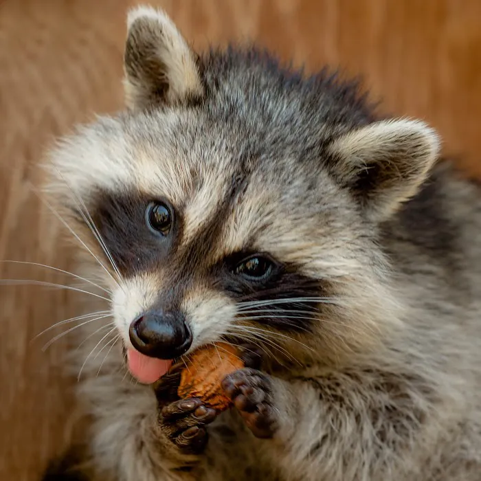 Wildlife Center Friends 6