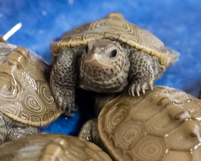 Wildlife Center Friends 8