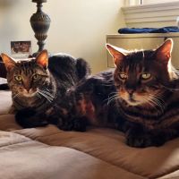 St. Francis Animal Clinic ico