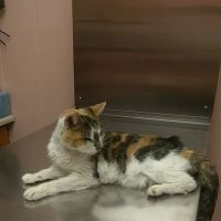 Town & Country Veterinary Services ico