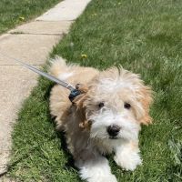 County Line Veterinary Hospital ico