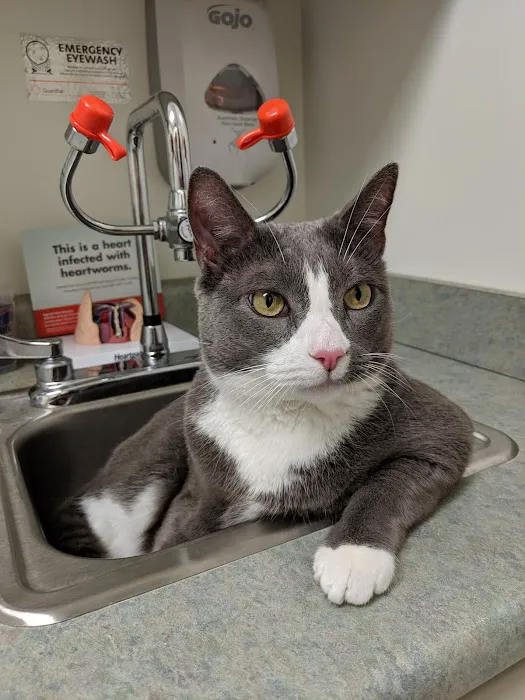 VCA New Prospect Animal Hospital 12