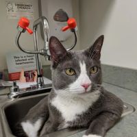 VCA New Prospect Animal Hospital ico
