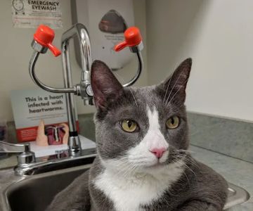 VCA New Prospect Animal Hospital