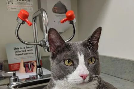 VCA New Prospect Animal Hospital