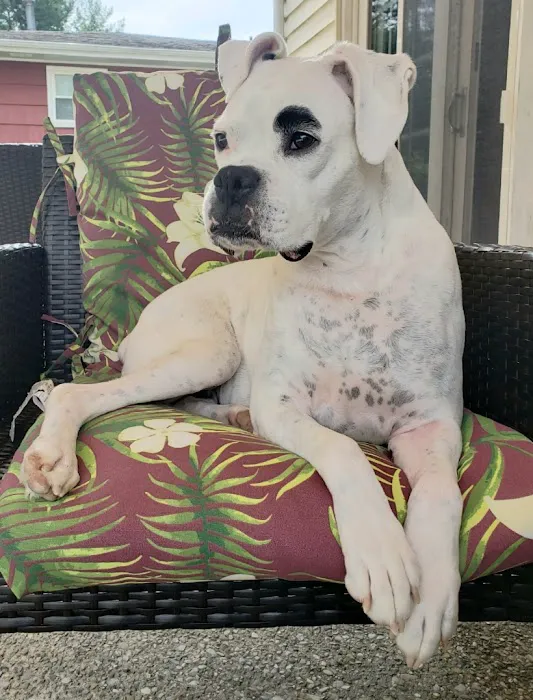 Howell Animal Hospital Surgical and Diagnostic Center 8