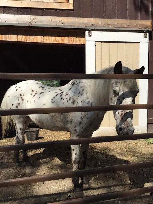Coastal Elite Veterinary Services 4