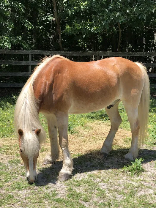 Coastal Elite Veterinary Services 1