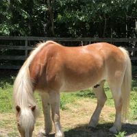 Coastal Elite Veterinary Services ico