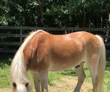 Coastal Elite Veterinary Services